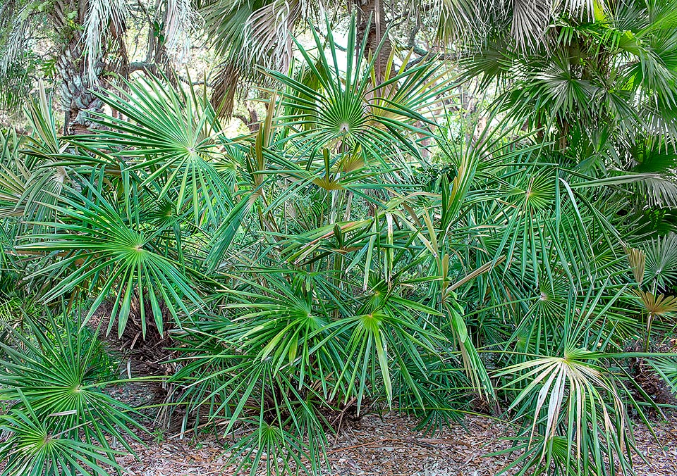 Guihaia argyrata, Arecaceae