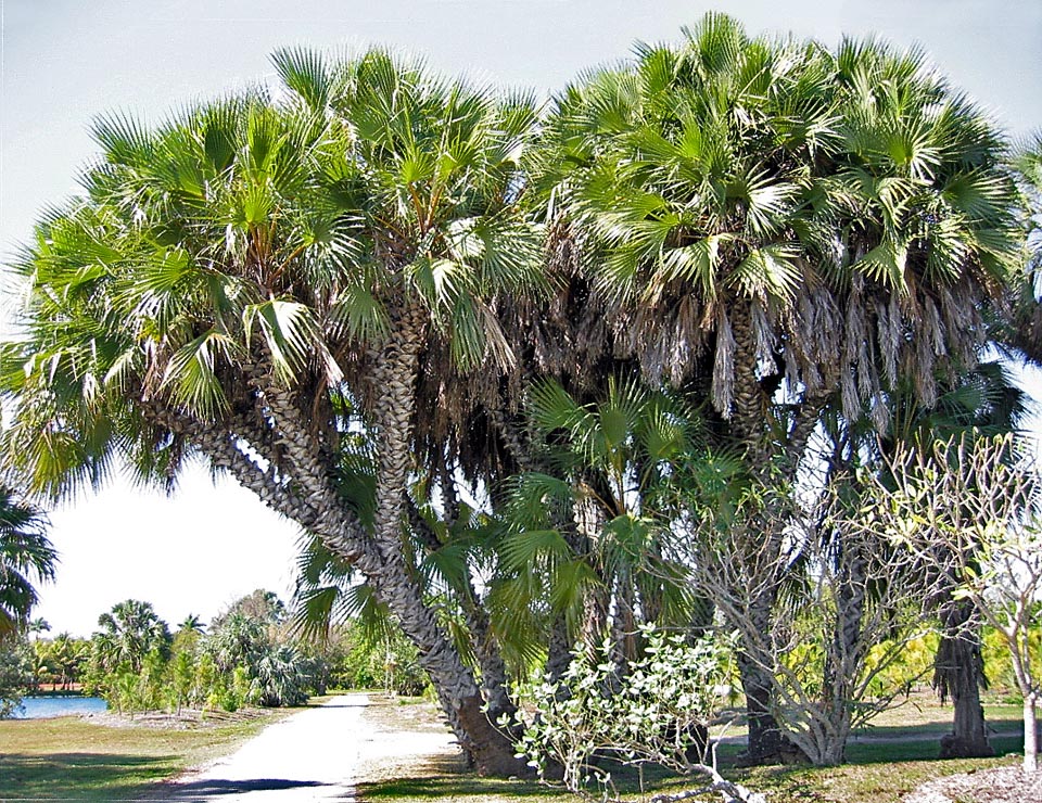 Hyphaene compressa, Arecaceae