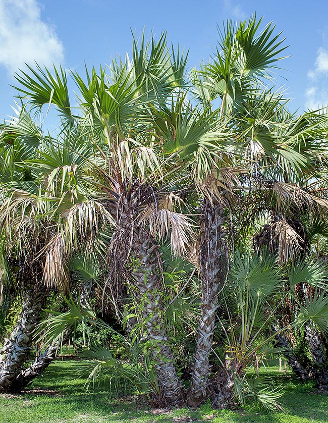 Hyphaene coriacea, Arecaceae