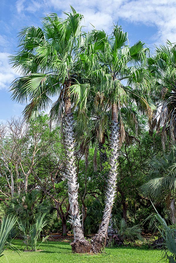 Hyphaene petersiana, Arecaceae