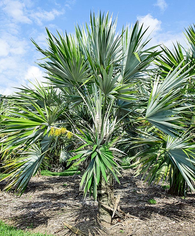 Leucothrinax morrisii, Arecaceae