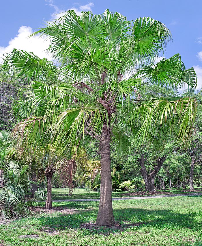 Livistona australis, Arecaceae