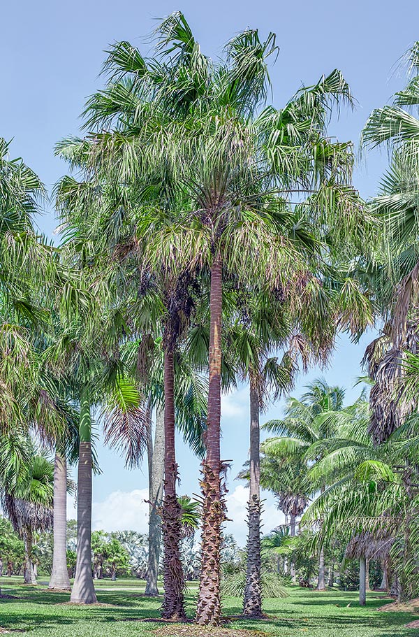 Livistona benthamii, Arecaceae