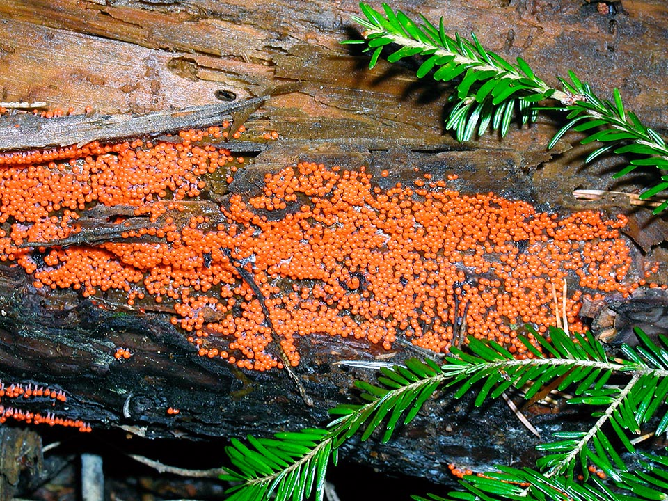 Trichia decipiens, Trichiaceae, Myxomycetes, Mycetozoa