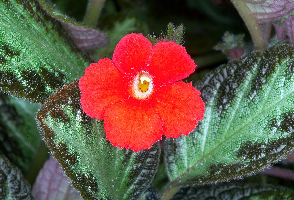 Episcia cupreata, Gesneriaceae