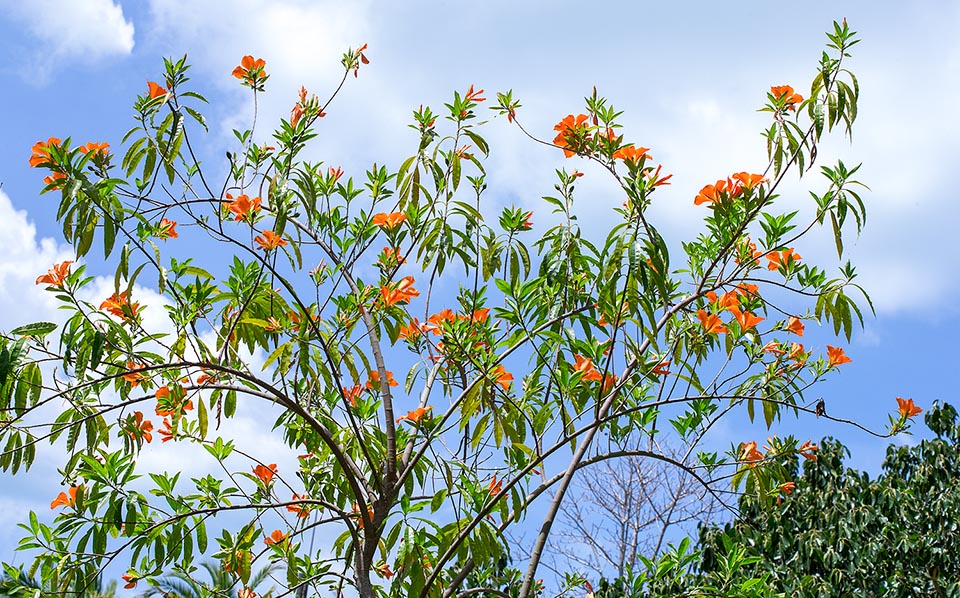 Erblichia odorata, Passifloraceae