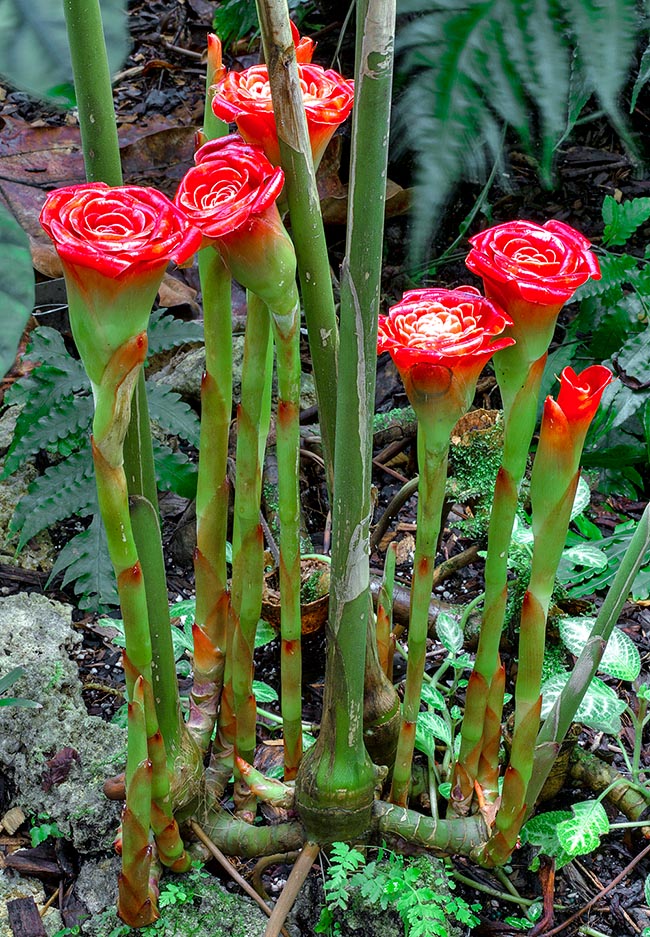 Etlingera corneri, Zingiberaceae