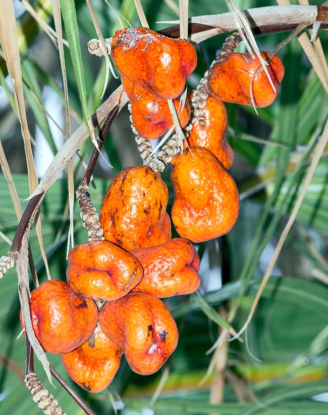 Hyphaene compressa, Arecaceae