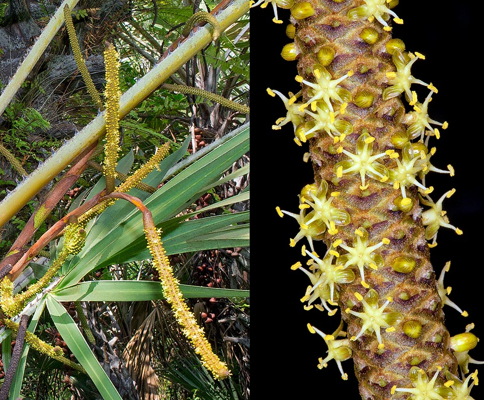Hyphaene coriacea, Arecaceae