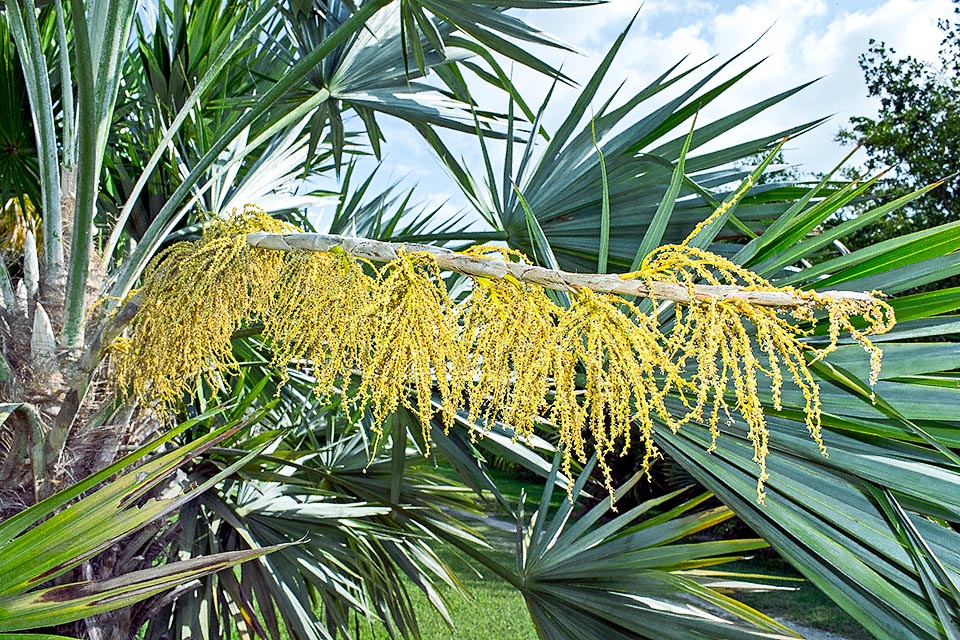 Leucothrinax morrisii, Arecaceae