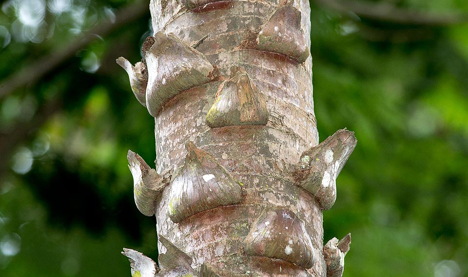 Livistona australis, Arecaceae