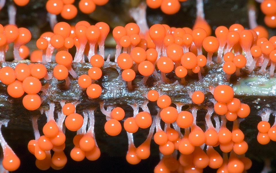 Trichia decipiens, Trichiaceae, Myxomycetes, Mycetozoa