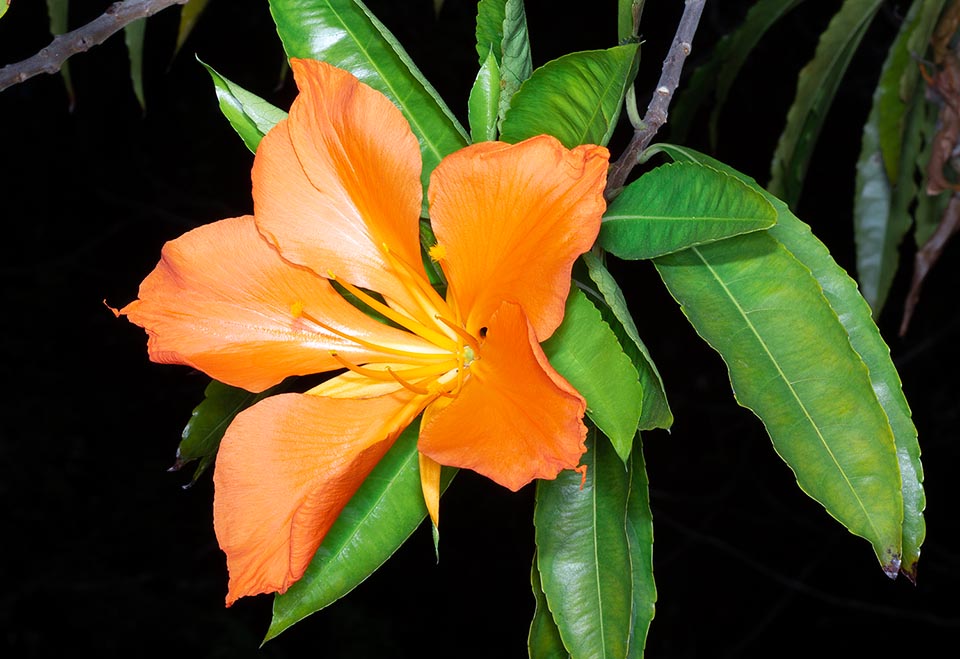 Erblichia odorata, Passifloraceae