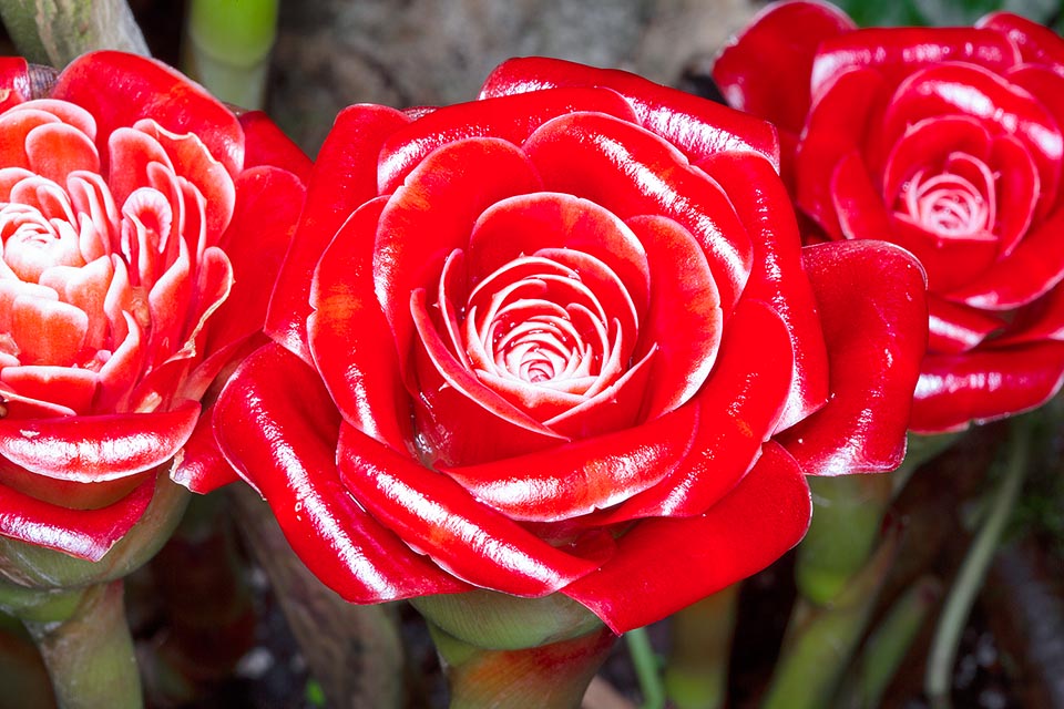 Etlingera corneri, Zingiberaceae