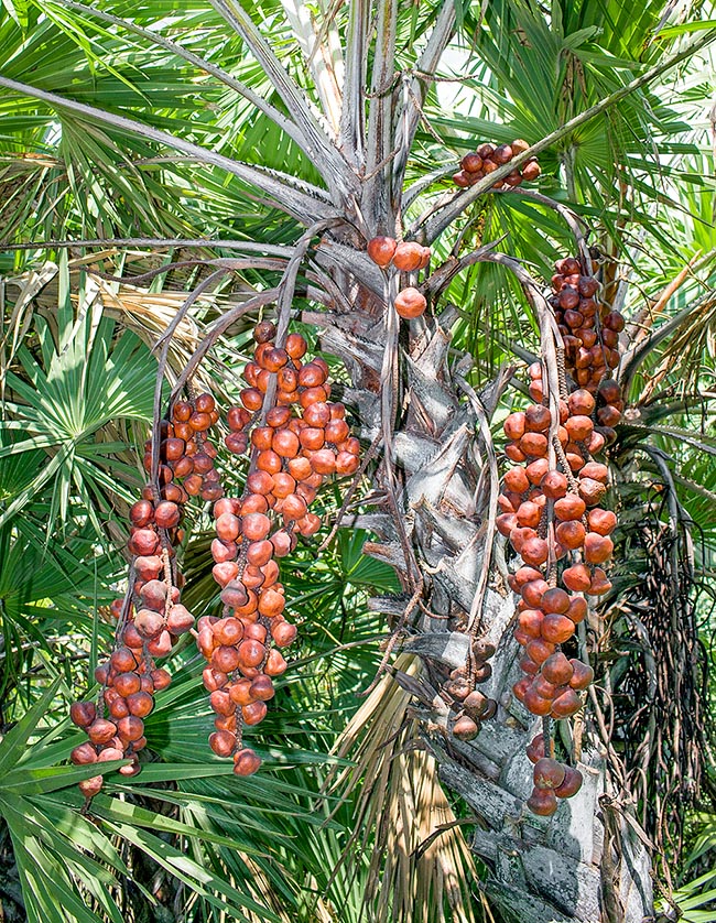 Hyphaene coriacea, Arecaceae