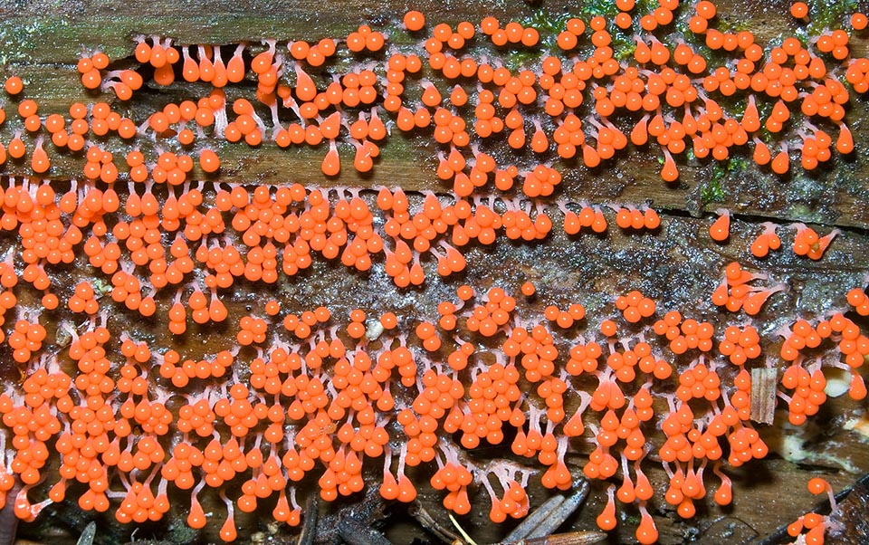 Trichia decipiens, Trichiaceae, Myxomycetes, Mycetozoa