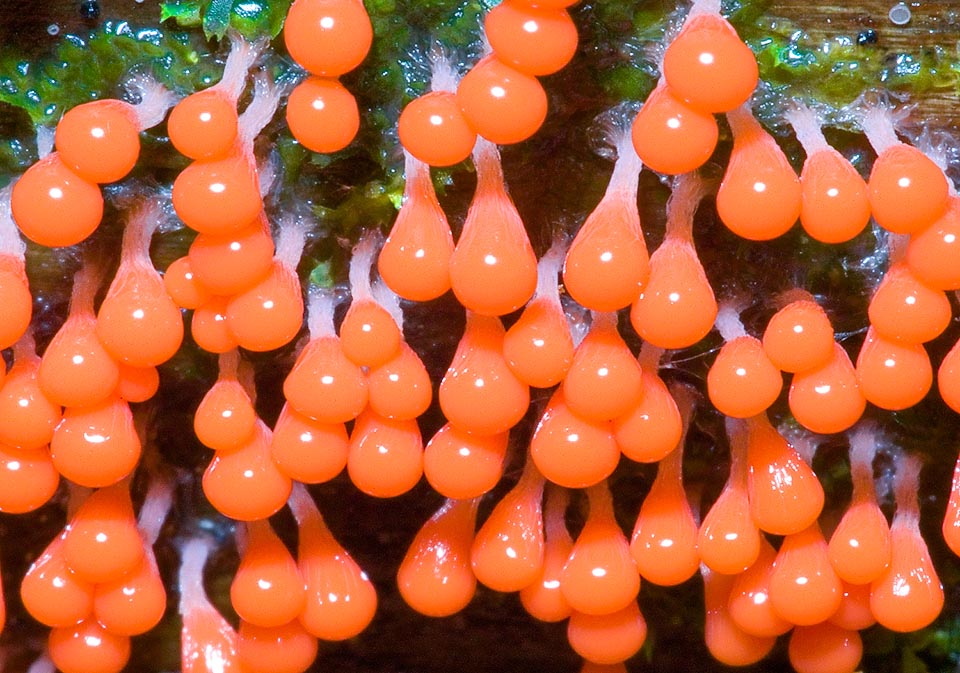 Trichia decipiens, Trichiaceae, Myxomycetes, Mycetozoa