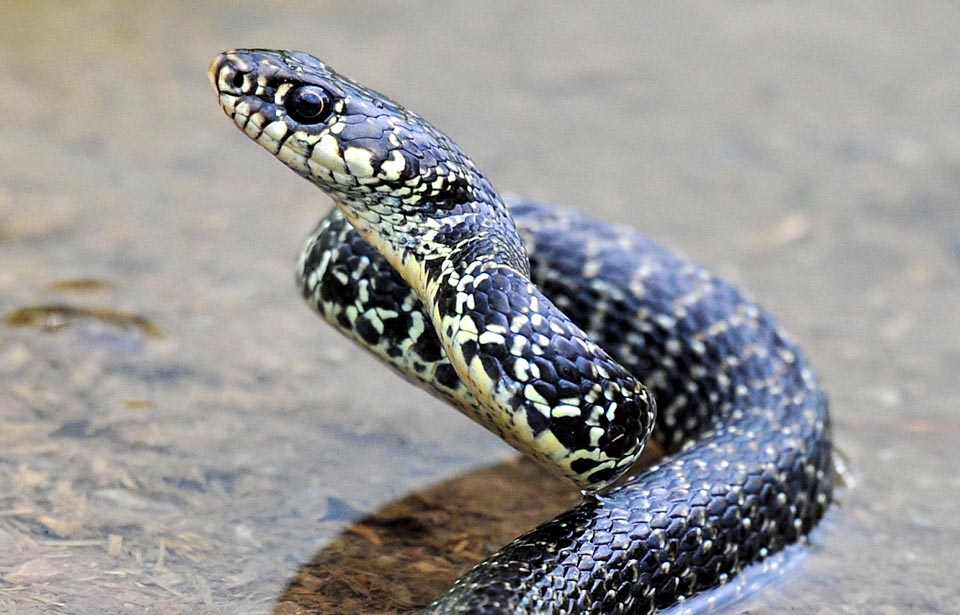 Hierophis viridiflavus, Coluber viridiflavus, Colubridae, Green Whip Snake