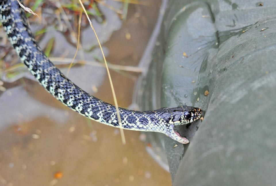 Hierophis viridiflavus, Coluber viridiflavus, Colubridae, couleuvre verte et jaune