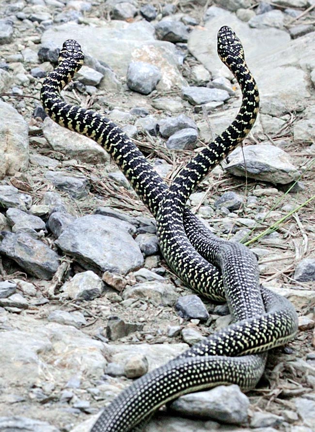 Hierophis viridiflavus, Coluber viridiflavus, Colubridae, Green Whip Snake