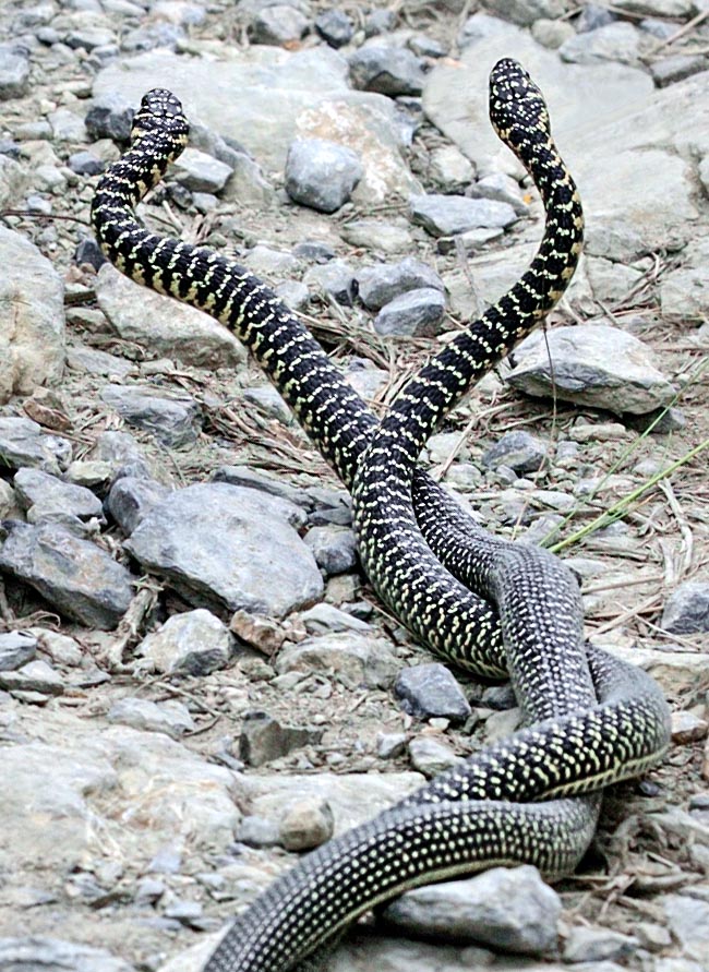 Hierophis viridiflavus, Coluber viridiflavus, Colubridae, couleuvre verte et jaune