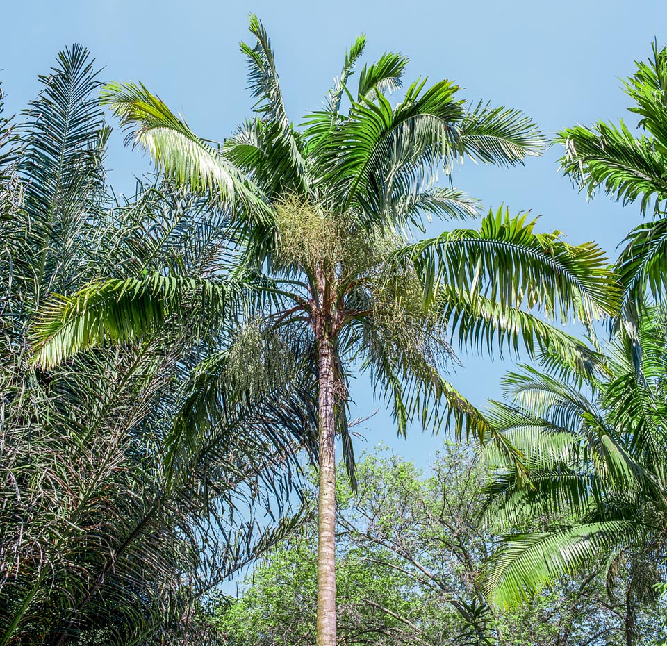 Heterospathe elata var. palauensis, Arecaceae