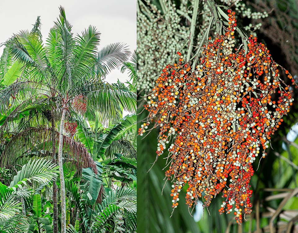 Heterospathe elmeri, Arecaceae