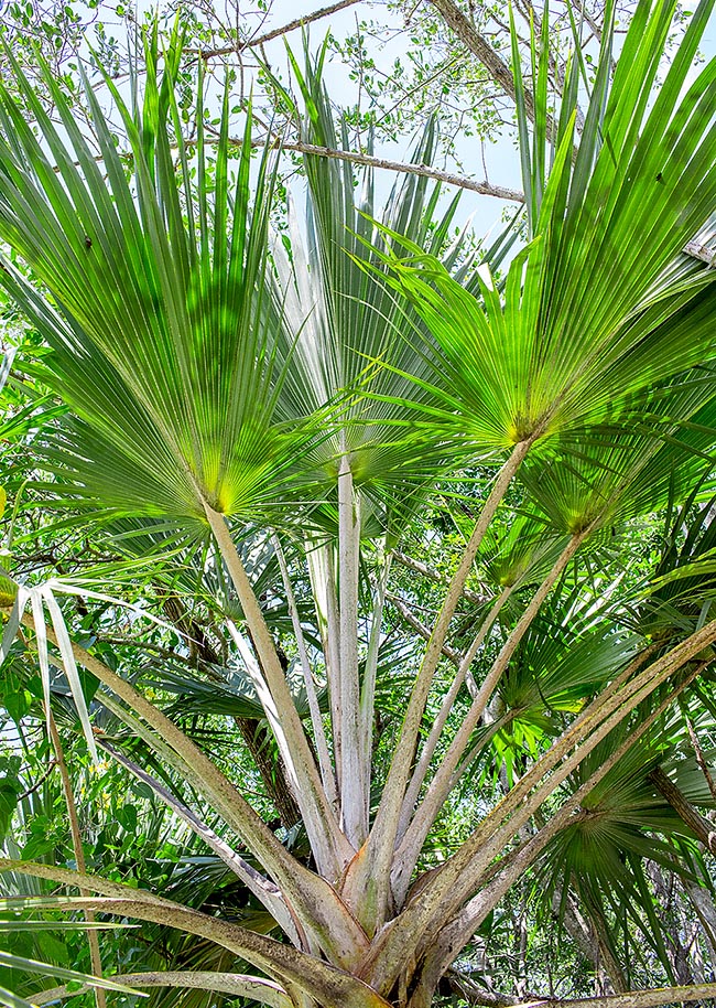 Latania verschaffeltii, Arecaceae, yellow latan, yellow rattan palm 