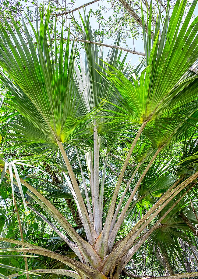 Latania verschaffeltii, Arecaceae 