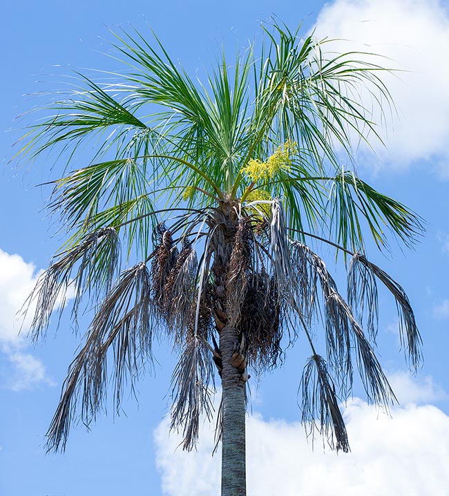 Livistona inermis, Arecaceae, fine-leaved fan palm, small fan palm, wispy fan palm