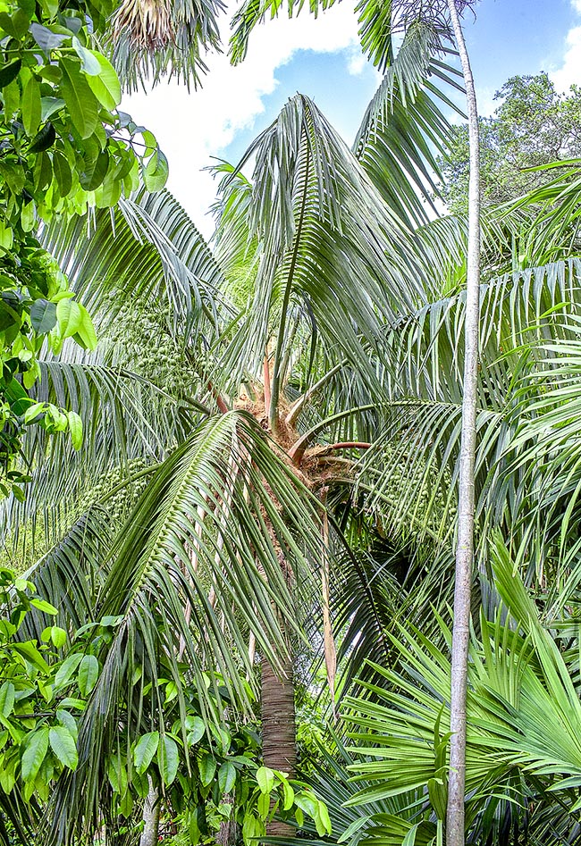 Orania palindan, Arecaceae