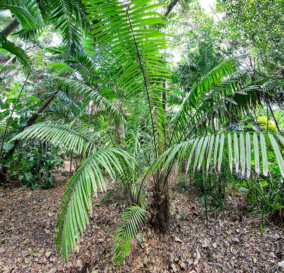 Phytelephas macrocarpa, Arecaceae, corozo nut, ivory nut palm, ivory palm, tagua palm