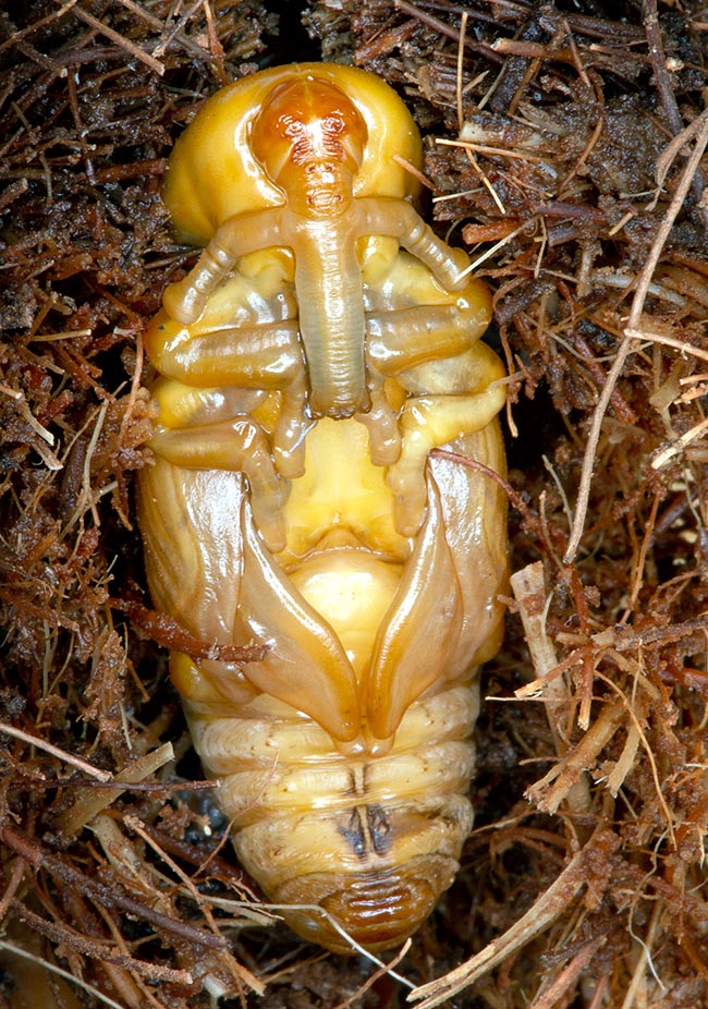 Rhynchophorus ferrugineus, Dryophthoridae, Punteruolo rosso