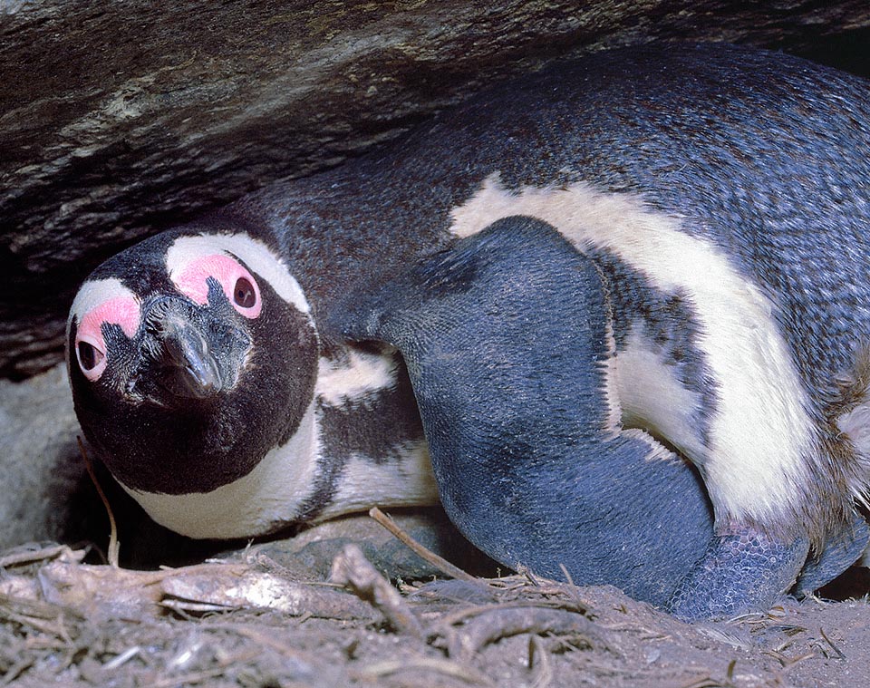 Spheniscus demersus, Spheniscidae, Pinguino africano, Pinguino del Capo, Pinguino dai piedi neri, Pinguino dagli occhiali