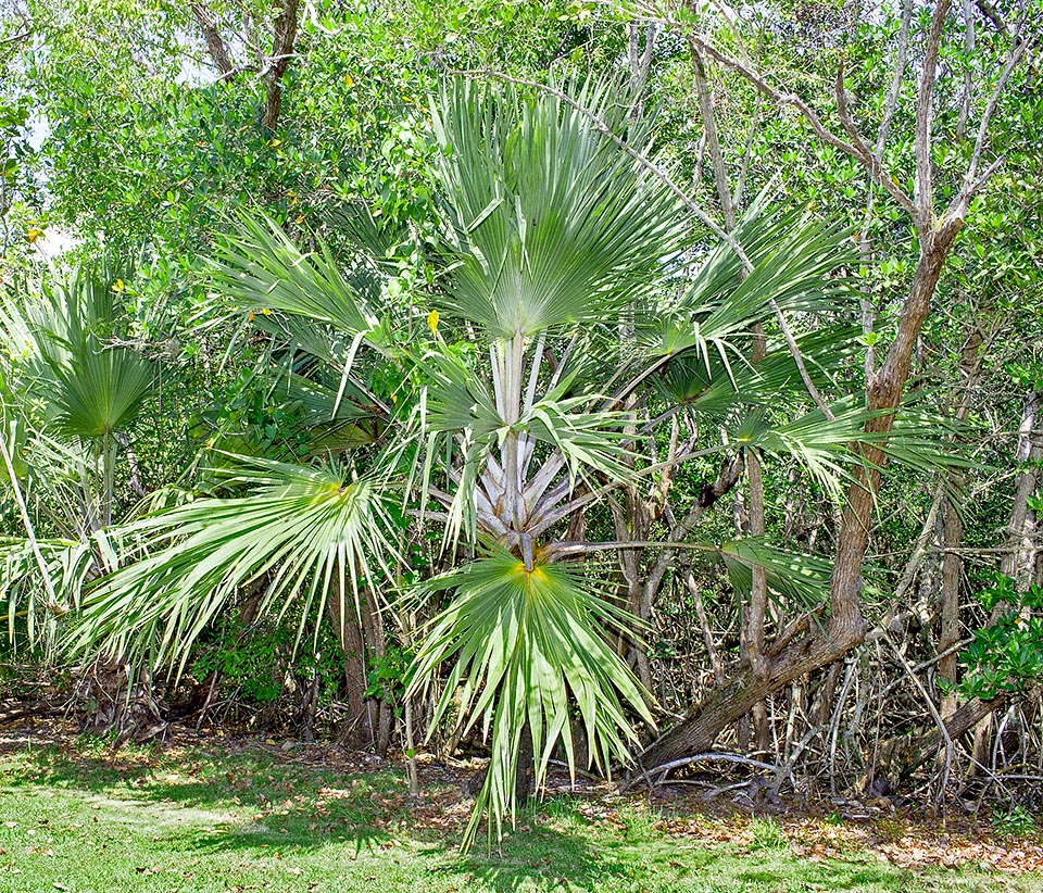 Latania verschaffeltii, Arecaceae 