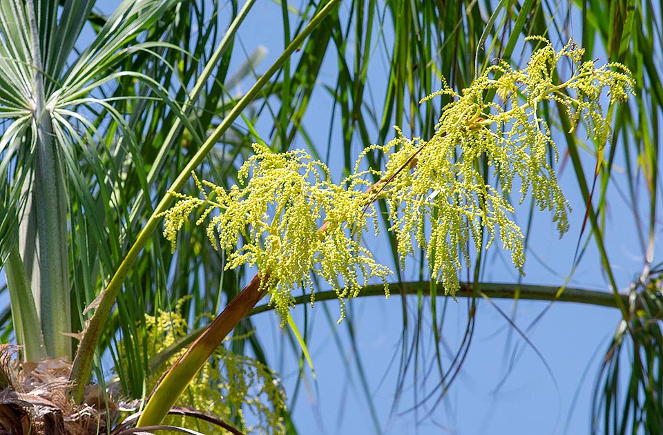 Livistona inermis, Arecaceae, fine-leaved fan palm, small fan palm, wispy fan palm