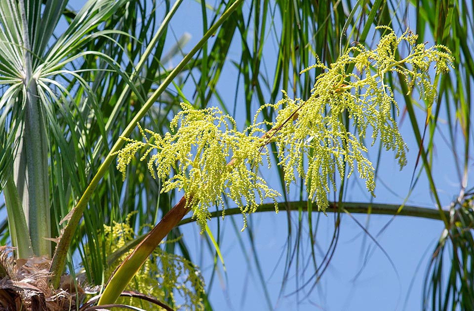 Livistona inermis, Arecaceae