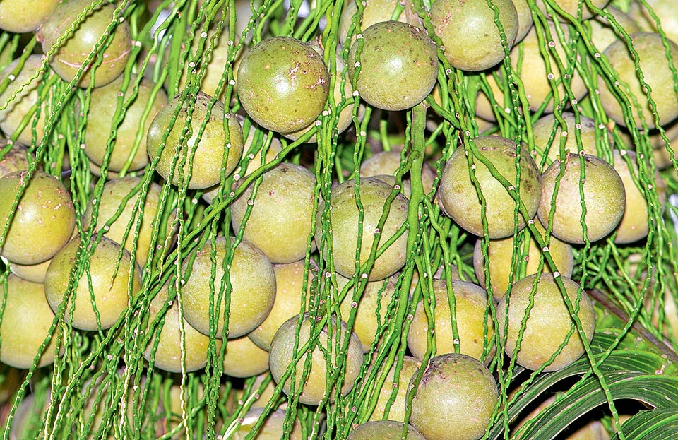 Orania palindan, Arecaceae