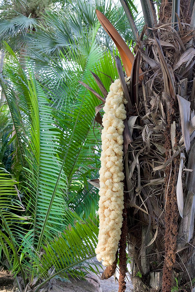 Phytelephas macrocarpa, Arecaceae