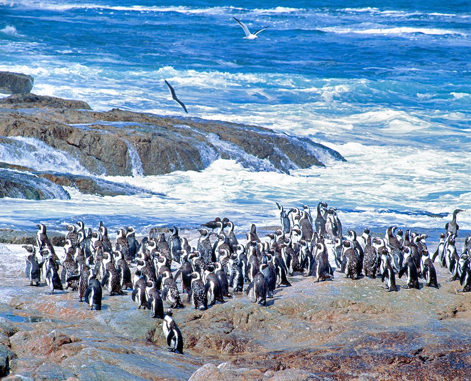 Spheniscus demersus, Spheniscidae, African penguin, Cape penguin, Black-tooted penguin