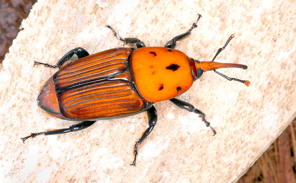 Rhynchophorus ferrugineus, Dryophthoridae, Punteruolo rosso