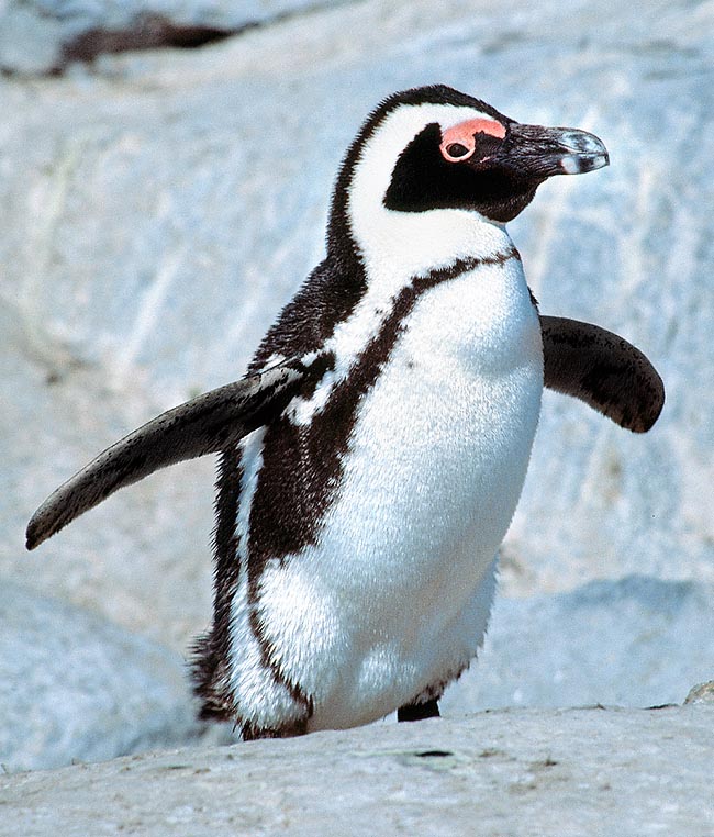 Spheniscus demersus, Spheniscidae, Pinguino africano, Pinguino del Capo, Pinguino dai piedi neri, Pinguino dagli occhiali