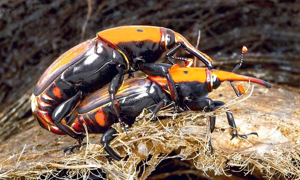 Rhynchophorus ferrugineus, Dryophthoridae, Punteruolo rosso