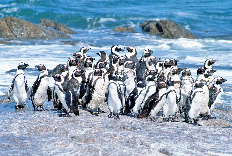 Spheniscus demersus, Spheniscidae, Pinguino africano, Pinguino del Capo, Pinguino dai piedi neri, Pinguino dagli occhiali