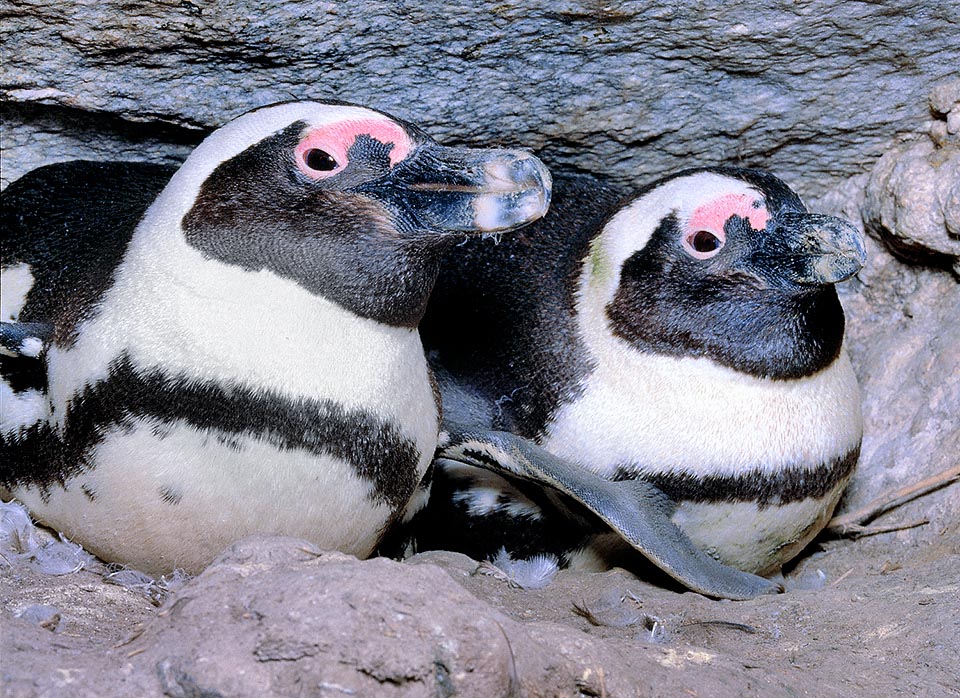 Spheniscus demersus, Spheniscidae, Pinguino africano, Pinguino del Capo, Pinguino dai piedi neri, Pinguino dagli occhiali