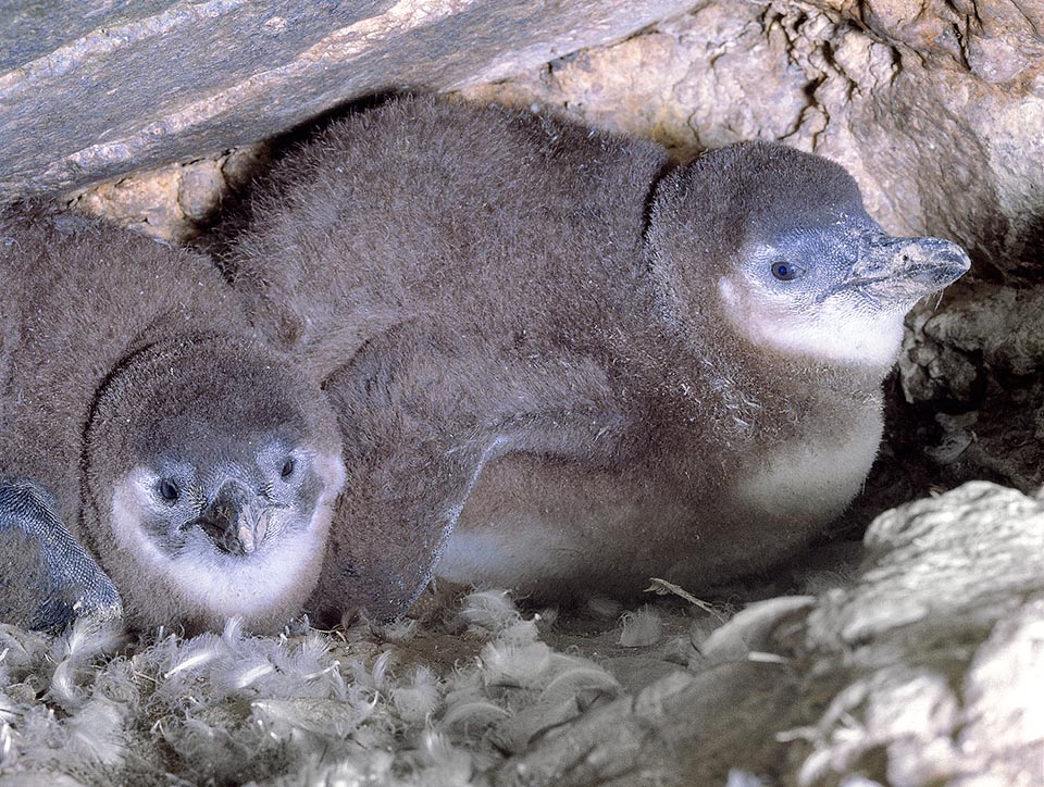 Spheniscus demersus, Spheniscidae, Pinguino africano, Pinguino del Capo, Pinguino dai piedi neri, Pinguino dagli occhiali