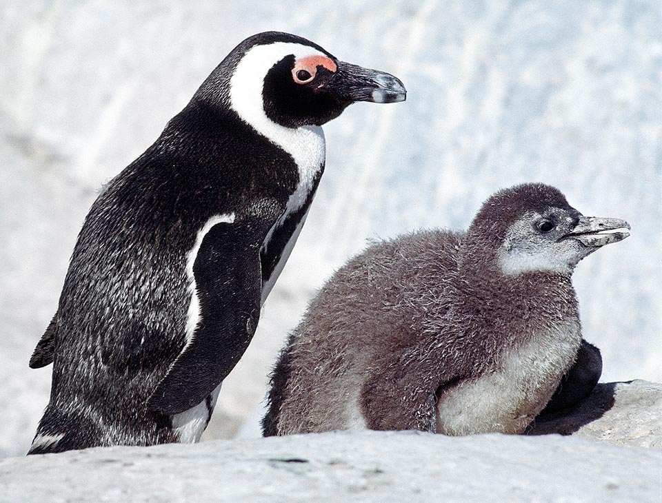 Spheniscus demersus, Spheniscidae, Pinguino africano, Pinguino del Capo, Pinguino dai piedi neri, Pinguino dagli occhiali