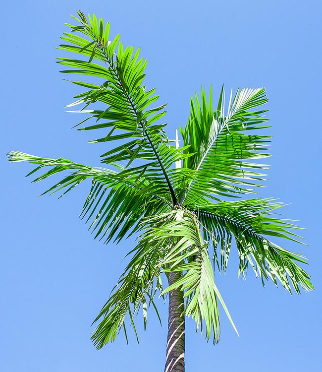 Kentiopsis oliviformis, Arecaceae