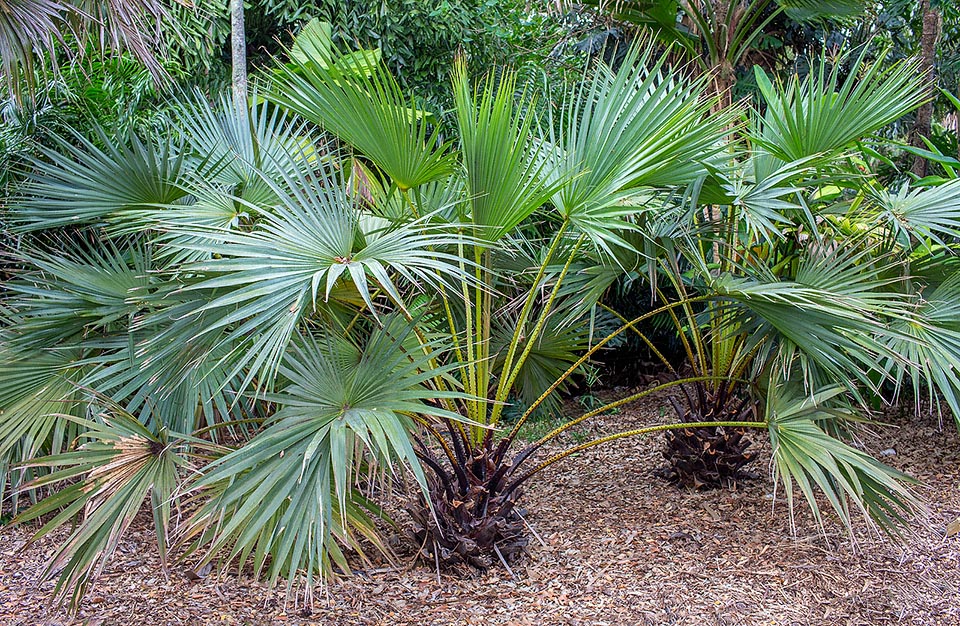 Livistona carinensis, Arecaceae