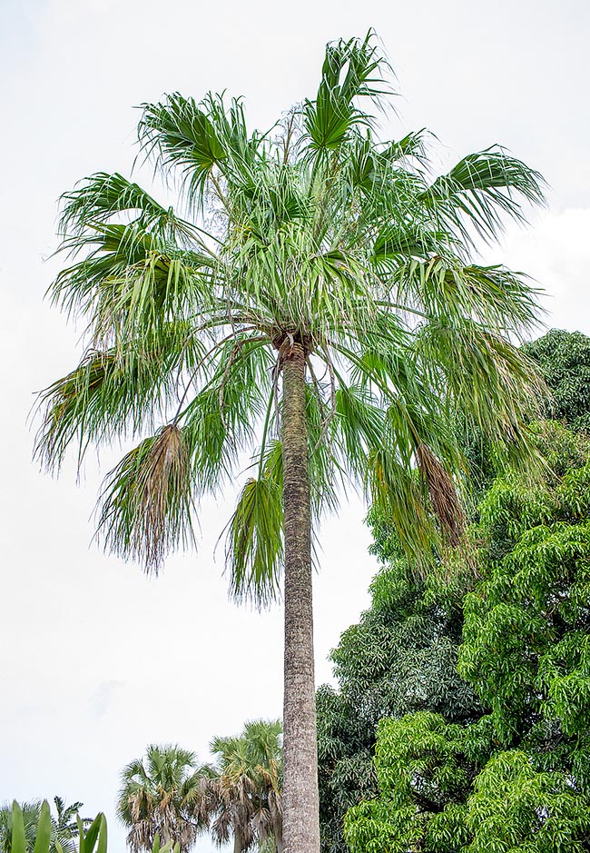 Livistona mariae, Arecaceae, Central Australian cabbage palm, red cabbage palm